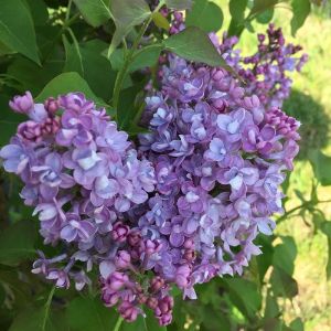 Syringa Lilac Scentra Dbl Blue